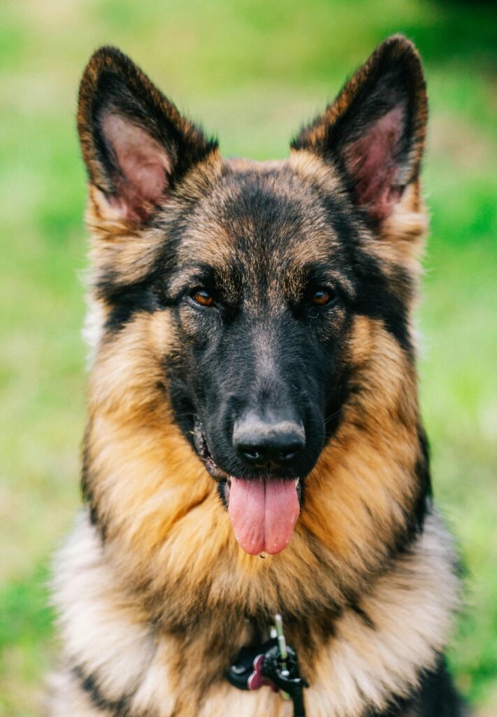 Close-up of a German Shepherd dog outside.