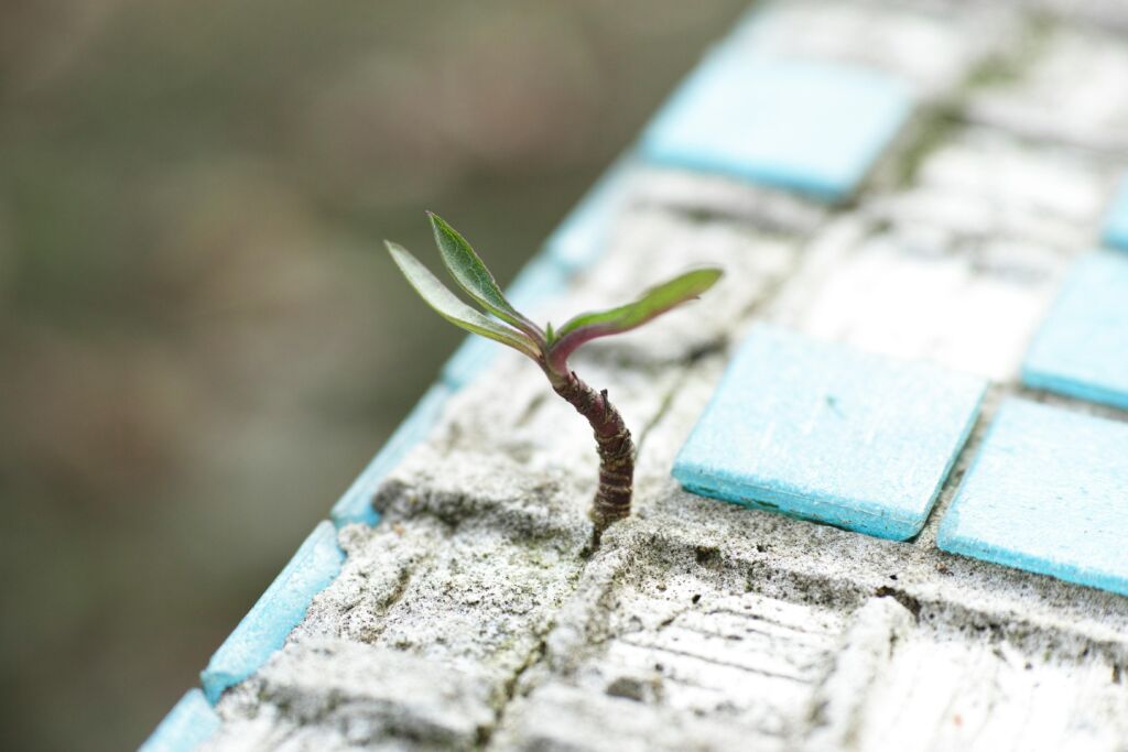 Small plant growing through tiled surface